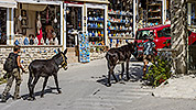 145: 909419-donkeys-Lake-Kournas-Crete.jpg