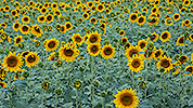 831: 713504-Sonnenblumen.jpg