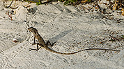 101: 913411-lizard-and-tiny-hermit-crab.jpg
