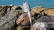 37: 912957-grey-heron-searches-nesting-material.jpg
