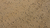 62: 433707-tracks-in-the-sand.jpg