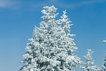 29: 030984-verschneiter-Baum.jpg