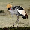 206: 024889-grey-crowned-crane.jpg
