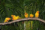 243: 025018-yellow-parrots.jpg
