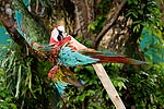 251: 025035-red-gaudy-parrot.jpg