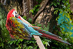 252: 025036-red-gaudy-parrot.jpg