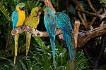 253: 025043-gaudy-parrots.jpg
