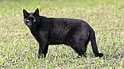 6: 006635-schwarze-Katze.jpg