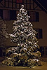 5: 705618-Weihnachtsbaum-in-Aesch.jpg