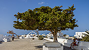 31: 908959-tree-in-front-of-church-Fira-Thira-Santorini.jpg