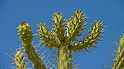 35: 908971-cactus-at-Santorini-Fira.jpg
