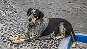 48: 909014-dog-Santorini-Fira.jpg