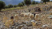 4: 909141-sheep-in-Kounali-Moutain-Resort-area.jpg