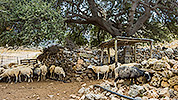 12: 909151-sheep-after-Xera-Xila-Crete.jpg