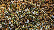 82: 909282-white-flowers-Fortezza-Rethymno-Crete.jpg