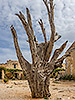 92: 909301-tree-Arkadi-Monastery-Crete.jpg