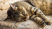 114: 909357-sleeping-cat-Arkadi-Monastery-Crete.jpg
