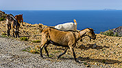 161: 909452-goats-Northern-Crete.jpg