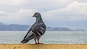 230: 909594-street-pigeon-Crete.jpg