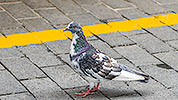 250: 909680-pigeon-Heraklion-Crete.jpg