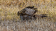 279: 909761-Maeusebussard-Eurasian-buzzard-hunting-in-gras-Crete.jpg