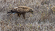 284: 909780-Maeusebussard-Eurasian-buzzard-hunting-in-gras-Crete.jpg