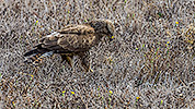 285: 909781-Maeusebussard-Eurasian-buzzard-hunting-in-gras-Crete.jpg