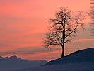 13: 03359-Baum-Schnee-Abendrot.jpg