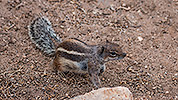 298: 725059-squirrel-on-the-ground.jpg