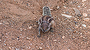 304: 725081-squirrel-coming-to-photographer.jpg