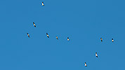 466: 725614-10-fliegende-Silbermoewen-flying-herring-gulls.jpg