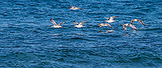474: 725631-xw-fliegende-Silbermoewen-flying-herring-gulls.jpg