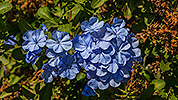 494: 725764-blue-flower-Oasis-Park.jpg