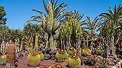 500: 725774-cacti-garden-of-Oasis-Park.jpg