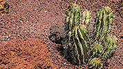 502: 725776-cactus-in-Oasis-Park-Fuerteventura.jpg