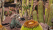 503: 725777-Oasis-Park-Fuerteventura-cacti-garden.jpg