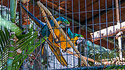511: 725795-blue-and-gold-macaws.jpg