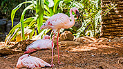 512: 725797-flamingos-in-Oasis-Park.jpg