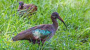 517: 725804-ibis-in-Oasis-Park.jpg