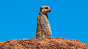 521: 725811-meerkat-Erdmaennchen-Oasis-Park.jpg