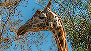 528: 725827-giraffe-in-Oasis-Park-Fuerteventura.jpg