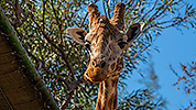 529: 725829-giraffe-in-Oasis-Park-Fuerteventura.jpg
