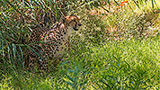 533: 725835-cheetah-Gepard-in-Oasis-Park.jpg
