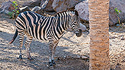 544: 725860-zebra-in-Oasis-Park-Fuerteventura.jpg