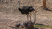 545: 725862-breeding-ostriches-Strausse-Oasis-Park.jpg