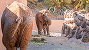 550: 725872-elephants-Elefanten-Oasis-Park.jpg