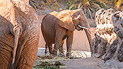 551: 725873-elephants-Elefanten-Oasis-Park.jpg