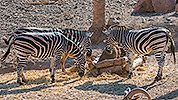 556: 725881-zebra-in-Oasis-Park-Fuerteventura.jpg