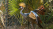 558: 725888-grey-crowned-crane-Suedafrika-Kronenkranich.jpg