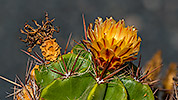 567: 725902-cactus-with-blossom-in-Oasis-Park.jpg